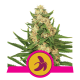 Royal Queen Seeds - Fat Banana | Feminizált mag | 10 darab - Royal Queen Seeds Feminizált - Royal Queen Seeds - Seed Diskont - Hanfsamen Shop