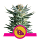 Royal Queen Seeds - Fruit Spirit (Feminized) cannabis seeds