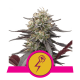 Royal Queen Seeds - Green Crack Punch (Feminized) cannabis seeds