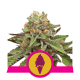 Royal Queen Seeds - Green Gelato | Feminisiertes saat | 10 stück - Royal Queen Seeds Feminisier - Royal Queen Seeds - Seed Diskont - Hanfsamen Shop