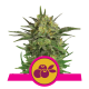 Royal Queen Seeds - Haze Berry (Feminized) cannabis seeds