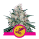 Royal Queen Seeds - Honey Cream - Fast (Feminized) cannabis seeds