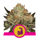 Royal Queen Seeds - HulkBerry | Feminisiertes saat | 5 stück - Royal Queen Seeds Feminisier - Royal Queen Seeds - Seed Diskont - Hanfsamen Shop