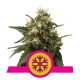 Royal Queen Seeds - Ice (Feminized) cannabis seeds