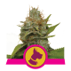 Royal Queen Seeds - Kali Dog | Feminizált mag | 10 darab - Royal Queen Seeds Feminizált - Royal Queen Seeds - Seed Diskont - Hanfsamen Shop