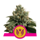 Royal Queen Seeds - Legendary OG Punch (Feminized) cannabis seeds