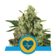 Royal Queen Seeds - Medical Mass | Feminizált mag | 5 darab - Royal Queen Seeds Feminizált - Royal Queen Seeds - Seed Diskont - Hanfsamen Shop