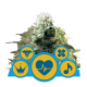 Royal Queen Seeds - Medical Mix (Feminizált) kannabis mag