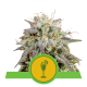 Royal Queen Seeds - Mimosa | Autoflowering mag | 3 darab - Royal Queen Seeds - Royal Queen Seeds - Seed Diskont - Hanfsamen Shop