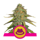 Royal Queen Seeds - O.G. Kush (Feminized) cannabis seeds