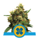 Royal Queen Seeds - Painkiller XL | Feminizált mag | 5 darab - Royal Queen Seeds Feminizált - Royal Queen Seeds - Seed Diskont - Hanfsamen Shop