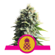 Royal Queen Seeds - Pineapple Kush | Feminizált mag | 5 darab - Royal Queen Seeds Feminizált - Royal Queen Seeds - Seed Diskont - Hanfsamen Shop