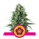 Royal Queen Seeds - Power Flower (Feminized) cannabis seeds