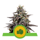 Royal Queen Seeds - Purple Punch | Autoflowering mag | 3 darab - Royal Queen Seeds - Royal Queen Seeds - Seed Diskont - Hanfsamen Shop