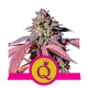 Royal Queen Seeds - Purple Queen | Feminisiertes saat | 10 stück - Royal Queen Seeds Feminisier - Royal Queen Seeds - Seed Diskont - Hanfsamen Shop
