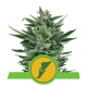 Royal Queen Seeds - Quick One (Autoflowering) kannabis mag