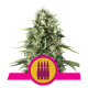 Royal Queen Seeds - Royal AK (Feminized) cannabis seeds