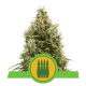 Royal Queen Seeds - Royal AKmatic | Autoflowering mag | 10 darab - Royal Queen Seeds  Automata - Royal Queen Seeds - Seed Diskont - Hanfsamen Shop