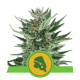 Royal Queen Seeds - Royal Cheese | Autoflowering mag | 10 darab - Royal Queen Seeds  Automata - Royal Queen Seeds - Seed Diskont - Hanfsamen Shop