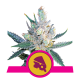 Royal Queen Seeds - Royal Cheese - Fast (Feminized) cannabis seeds