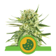 Royal Queen Seeds - Royal Cookies (Autoflowering) cannabis seeds