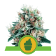 Royal Queen Seeds - Royal Creamatic (Autoflowering) cannabis seeds