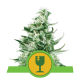 Royal Queen Seeds - Royal Critical | Autoflowering saat | 3 stück - Royal Queen Seeds Automatik - Royal Queen Seeds - Seed Diskont - Hanfsamen Shop