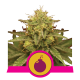 Royal Queen Seeds - Royal Domina | Feminizált mag | 10 darab - Royal Queen Seeds Feminizált - Royal Queen Seeds - Seed Diskont - Hanfsamen Shop