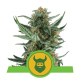 Royal Queen Seeds - Royal Dwarf | Autoflowering mag | 10 darab - Royal Queen Seeds  Automata - Royal Queen Seeds - Seed Diskont - Hanfsamen Shop