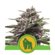 Royal Queen Seeds - Royal Gorilla | Autoflowering mag | 10 darab - Royal Queen Seeds  Automata - Royal Queen Seeds - Seed Diskont - Hanfsamen Shop