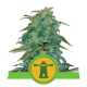 Royal Queen Seeds - Royal Haze (Autoflowering) cannabis seeds