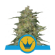 Royal Queen Seeds - Royal Highness | Feminizált mag | 10 darab - Royal Queen Seeds Feminizált - Royal Queen Seeds - Seed Diskont - Hanfsamen Shop