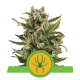 Royal Queen Seeds - Royal Jackmatic (Autoflowering) cannabis seeds