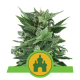 Royal Queen Seeds - Royal Kushmatic | Autoflowering mag | 10 darab - Royal Queen Seeds  Automata - Royal Queen Seeds - Seed Diskont - Hanfsamen Shop