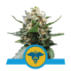 Royal Queen Seeds - Royal Medic (Feminized) cannabis seeds