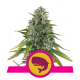 Royal Queen Seeds - Royal Moby | Feminized seed | 5 pieces - Royal Queen Seeds Feminised - Royal Queen Seeds - Seed Diskont - Hanfsamen Shop