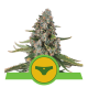 Royal Queen Seeds - Sherbet Queen | Autoflowering mag | 3 darab - Royal Queen Seeds - Royal Queen Seeds - Seed Diskont - Hanfsamen Shop