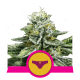 Royal Queen Seeds - Sherbet Queen (Feminized) cannabis seeds