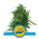 Royal Queen Seeds - Solomatic CBD | Autoflowering saat | 10 stück - Royal Queen Seeds Automatik - Royal Queen Seeds - Seed Diskont - Hanfsamen Shop