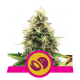 Royal Queen Seeds - Somango XL (Feminized) cannabis seeds