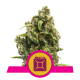 Royal Queen Seeds - Sour Diesel | Feminizált mag | 10 darab - Royal Queen Seeds Feminizált - Royal Queen Seeds - Seed Diskont - Hanfsamen Shop