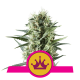 Royal Queen Seeds - Special Queen #1 | Feminized seed | 10 pieces - Royal Queen Seeds Feminised - Royal Queen Seeds - Seed Diskont - Hanfsamen Shop