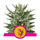 Royal Queen Seeds - Speedy Chile - Fast (Feminized) cannabis seeds