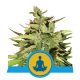 Royal Queen Seeds - Stress Killer CBD | Autoflowering seed | 10 pieces - Royal Queen Seeds Autoflowering - Royal Queen Seeds - Seed Diskont - Hanfsamen Shop