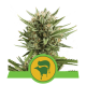 Royal Queen Seeds - Sweet Skunk | Autoflowering seed | 5 pieces - Royal Queen Seeds Autoflowering - Royal Queen Seeds - Seed Diskont - Hanfsamen Shop