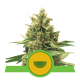 Royal Queen Seeds - Watermelon | Autoflowering mag | 3 darab - Royal Queen Seeds - Royal Queen Seeds - Seed Diskont - Hanfsamen Shop