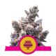 Royal Queen Seeds - Wedding Gelato | Feminizált mag | 10 darab - Royal Queen Seeds Feminizált - Royal Queen Seeds - Seed Diskont - Hanfsamen Shop