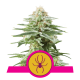 Royal Queen Seeds - White Widow (Feminized) cannabis seeds