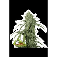 Seed Stocker - CBD 1:1 Silver Lime Haze Auto | CBD & CBG Seeds | 25 seeds