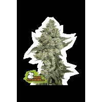 Seed Stocker - Girl Scout Cookies Auto | Autoflower seeds | 25 seeds